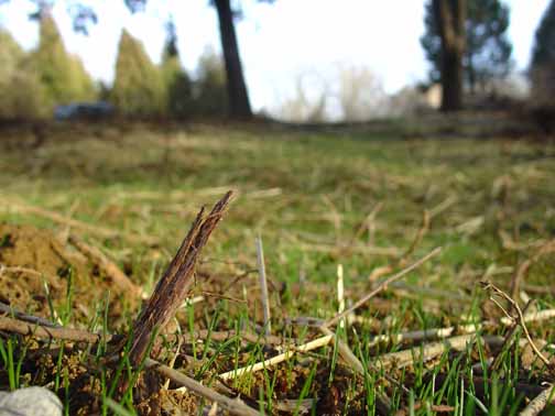 New grass sprouts in January at Emerald Hills